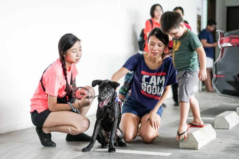 12 Animal Shelters To Volunteer At In Singapore Even If Cleaning Poop ...