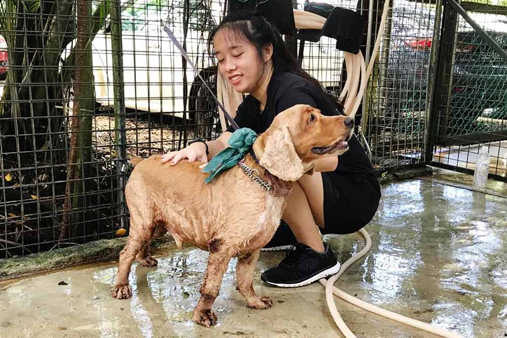 12 Animal Shelters To Volunteer At In Singapore Even If Cleaning Poop