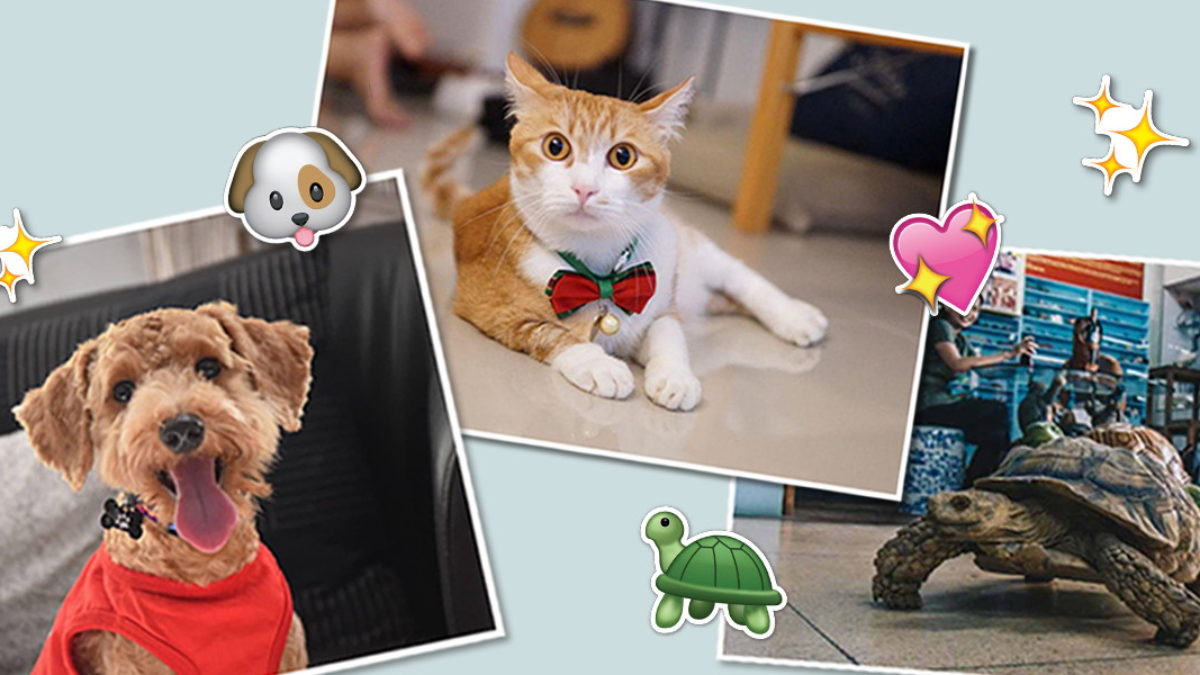 12 Animal Shelters To Volunteer At In Singapore Even If Cleaning Poop Is  Not Your Thing 