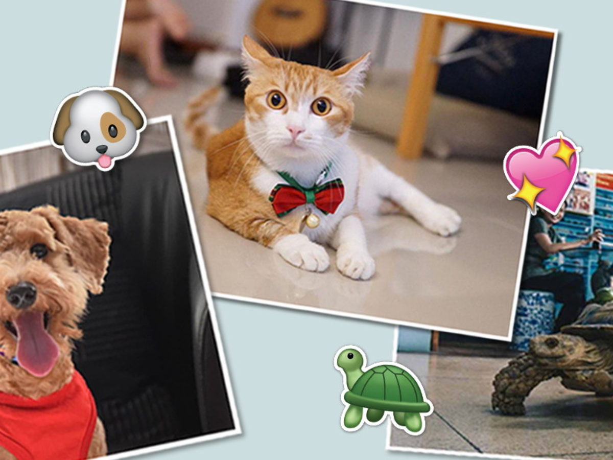 12 Animal Shelters To Volunteer At In Singapore Even If Cleaning Poop Is Not Your Thing Zula Sg