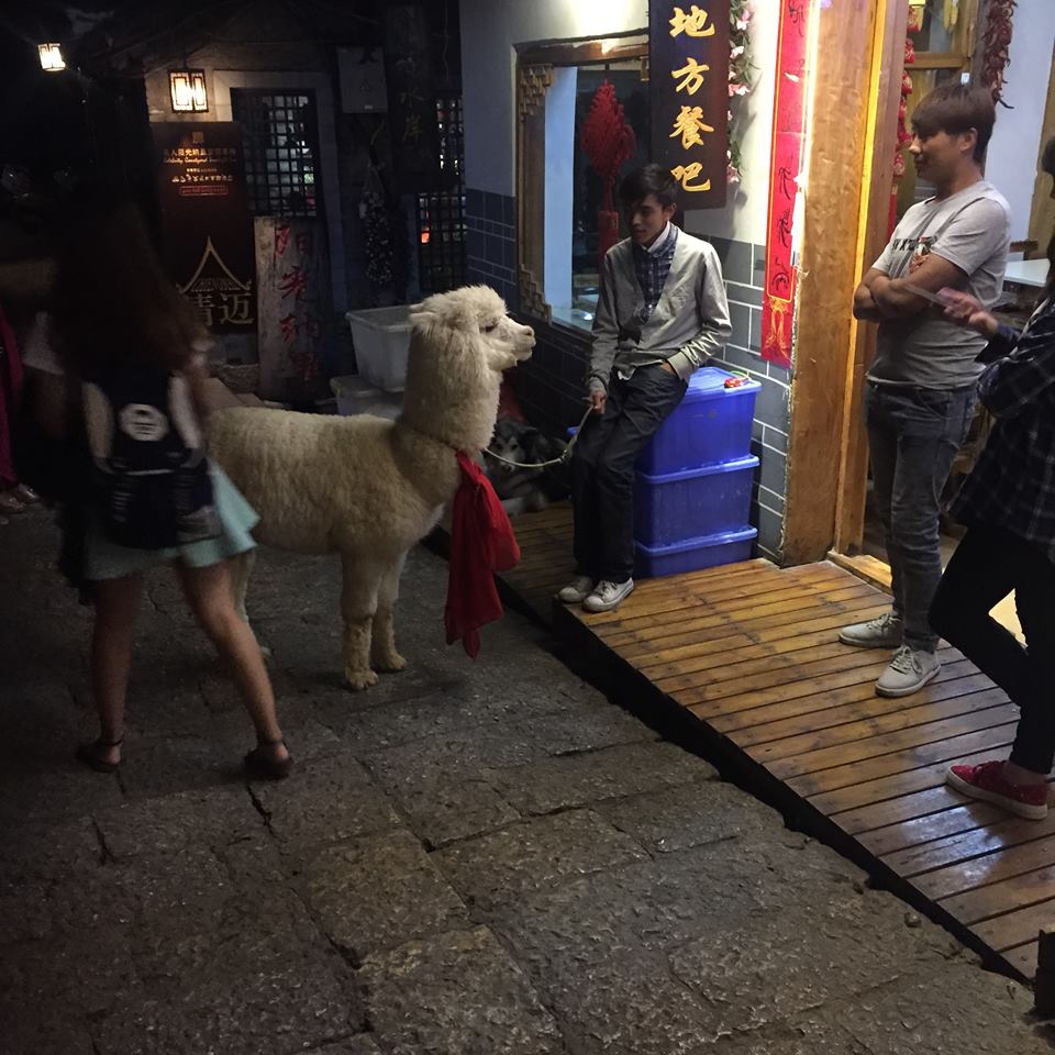 china travel alpaca