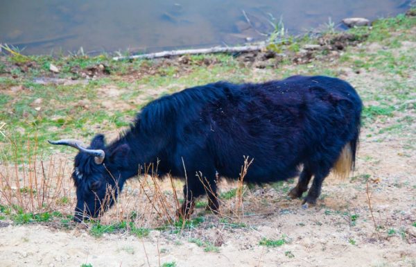 china travel yak