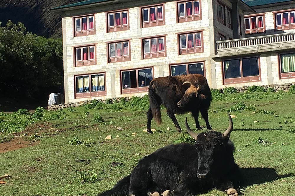 yaks-guest-house