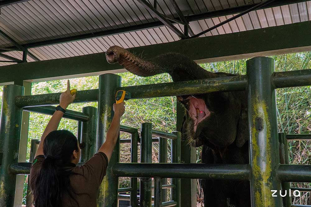 elephant keeper