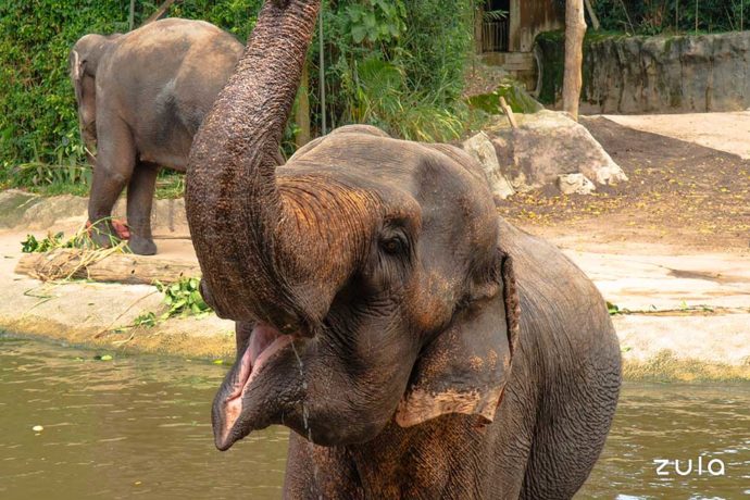 Singapore Zoo's First Female Elephant Keeper