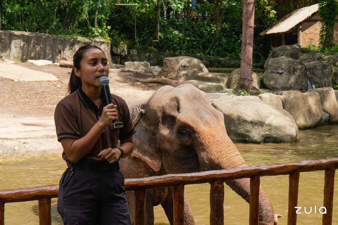 Singapore Zoo's First Female Elephant Keeper