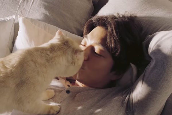 gong yoo cat