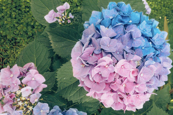 three coloured hydrangeas 1