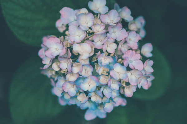 three coloured hydrangeas 2