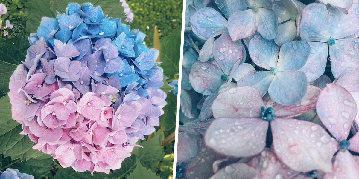 three coloured hydrangeas cover 2