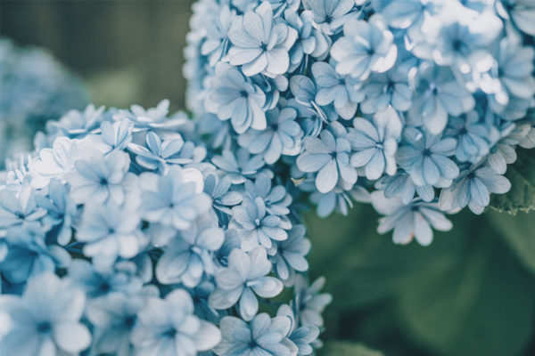 three coloured hydrangeas blue