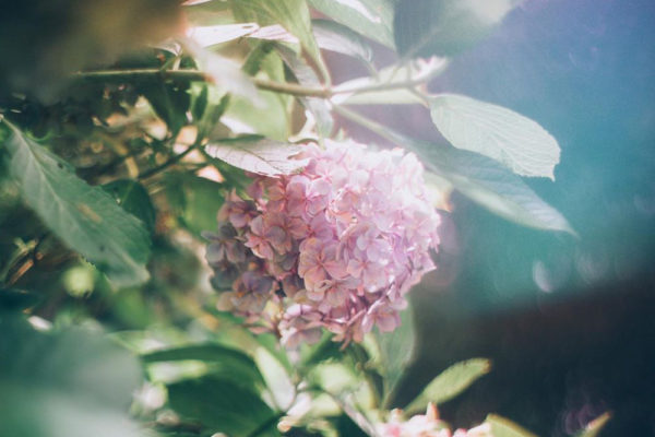 three coloured hydrangeas pink