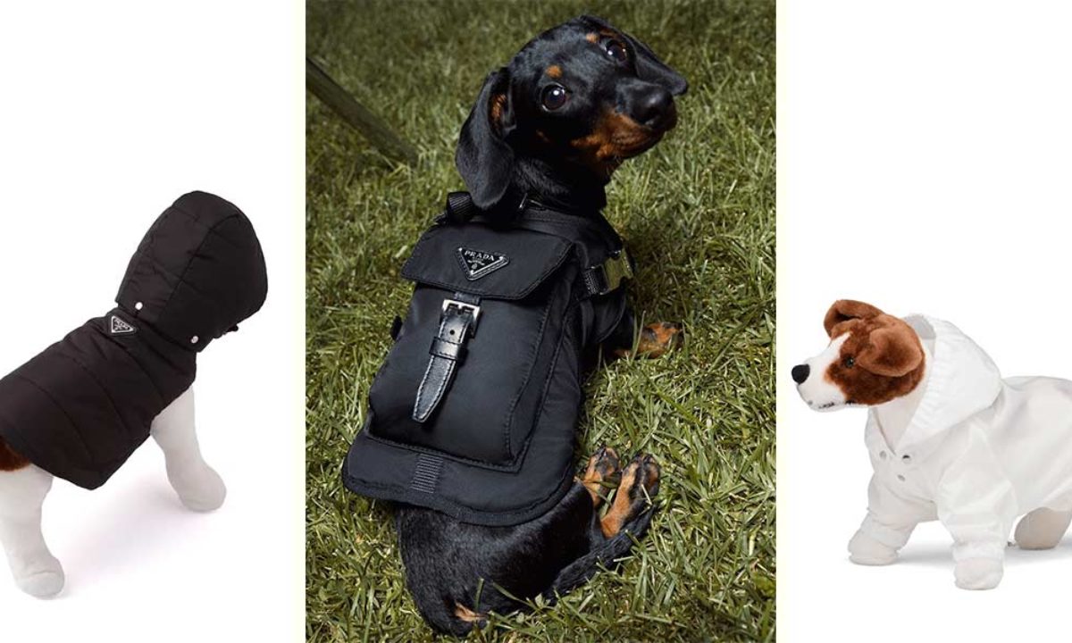 Prada's Dog Raincoat & Jackets Let You Turn The Park Connector Into Your  Personal Catwalk 