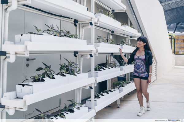 funan mall urban rooftop farm self care