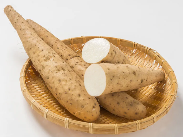 wild yam