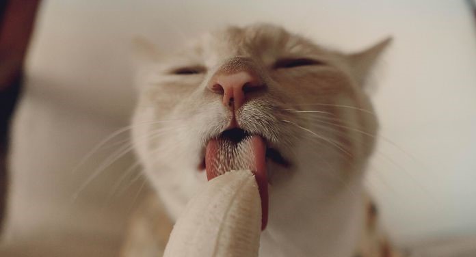 blowjob-tips - cat eating banana