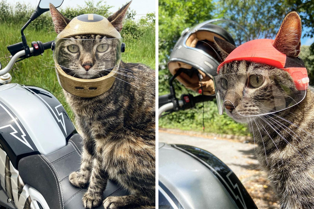 Cat Helmets