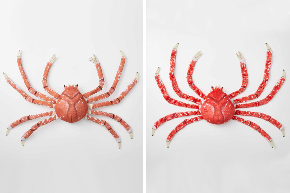 japanese spider crab size comparison