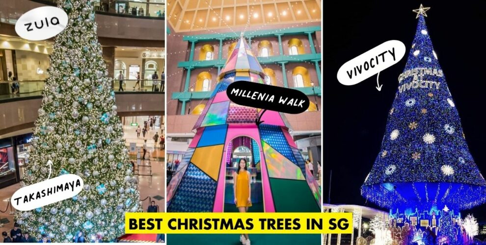 we ranked christmas trees cover image