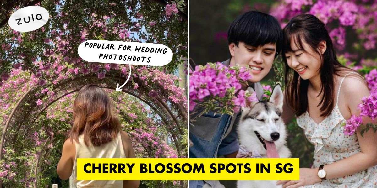 8 Places In Singapore With “Cherry Blossom” Flowers For A Romantic Photo Date With Bae