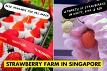Strawberry Farm In Singapore