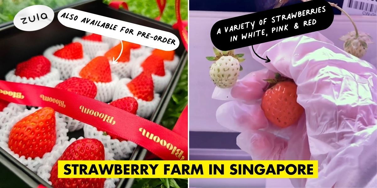 Strawberry Farm In Singapore