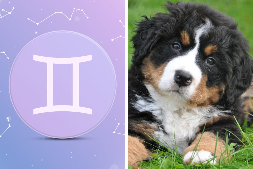 gemini