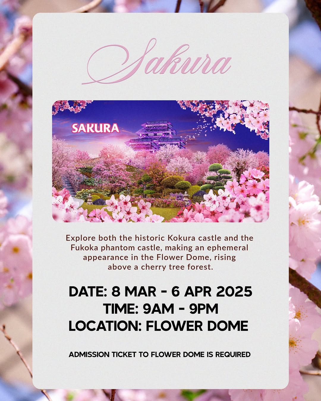 Things To Do In March Sakura
